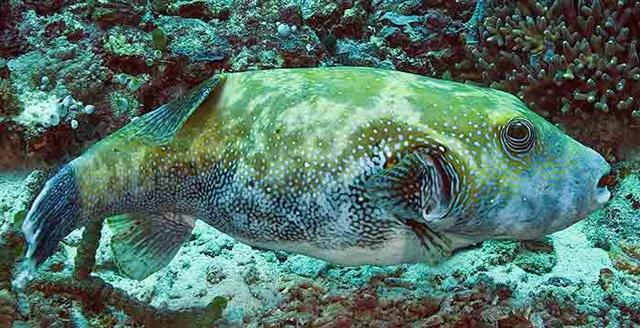  Arothron caeruleopunctatus (Blue-spotted Puffer)